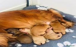 Miniature Dachshund dogs for stud: DNA health tested miniature dachshund  - Image 6
