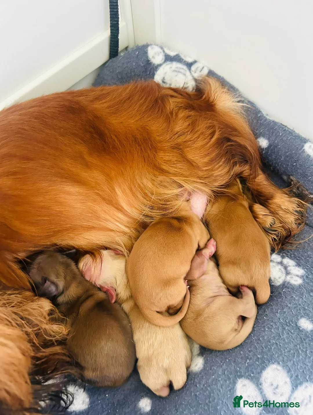 Miniature Dachshund dogs for stud: DNA health tested miniature dachshund  - Advert 6