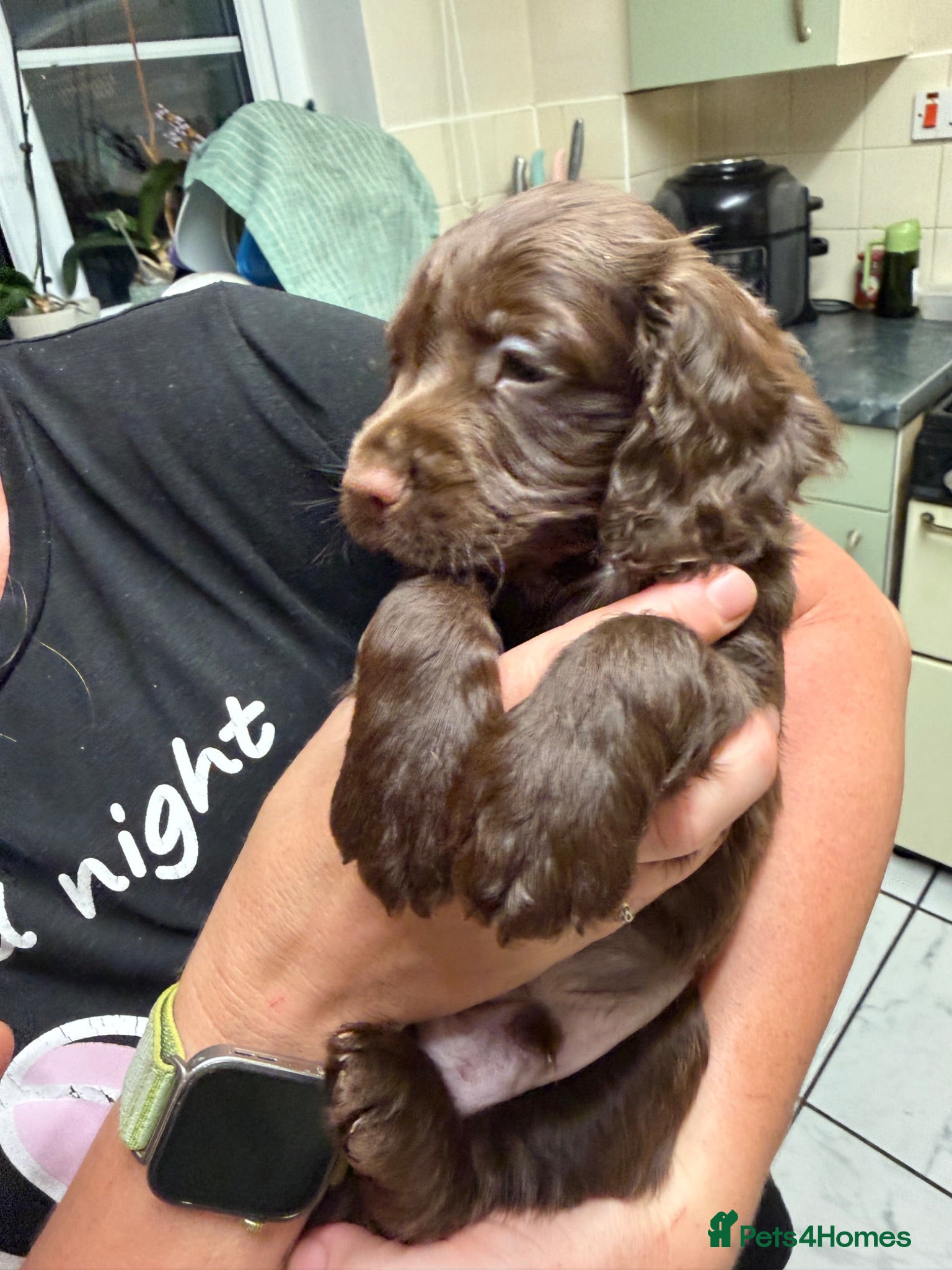 Cocker Spaniel dogs cocker spaniel puppies  - Advert 14