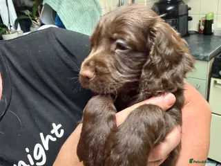Cocker Spaniel dogs cocker spaniel puppies - Advert 14