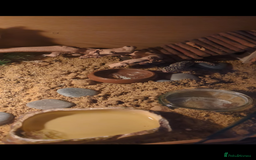Leopard Gecko reptiles for sale: Leopard gecko and setup - Image 9