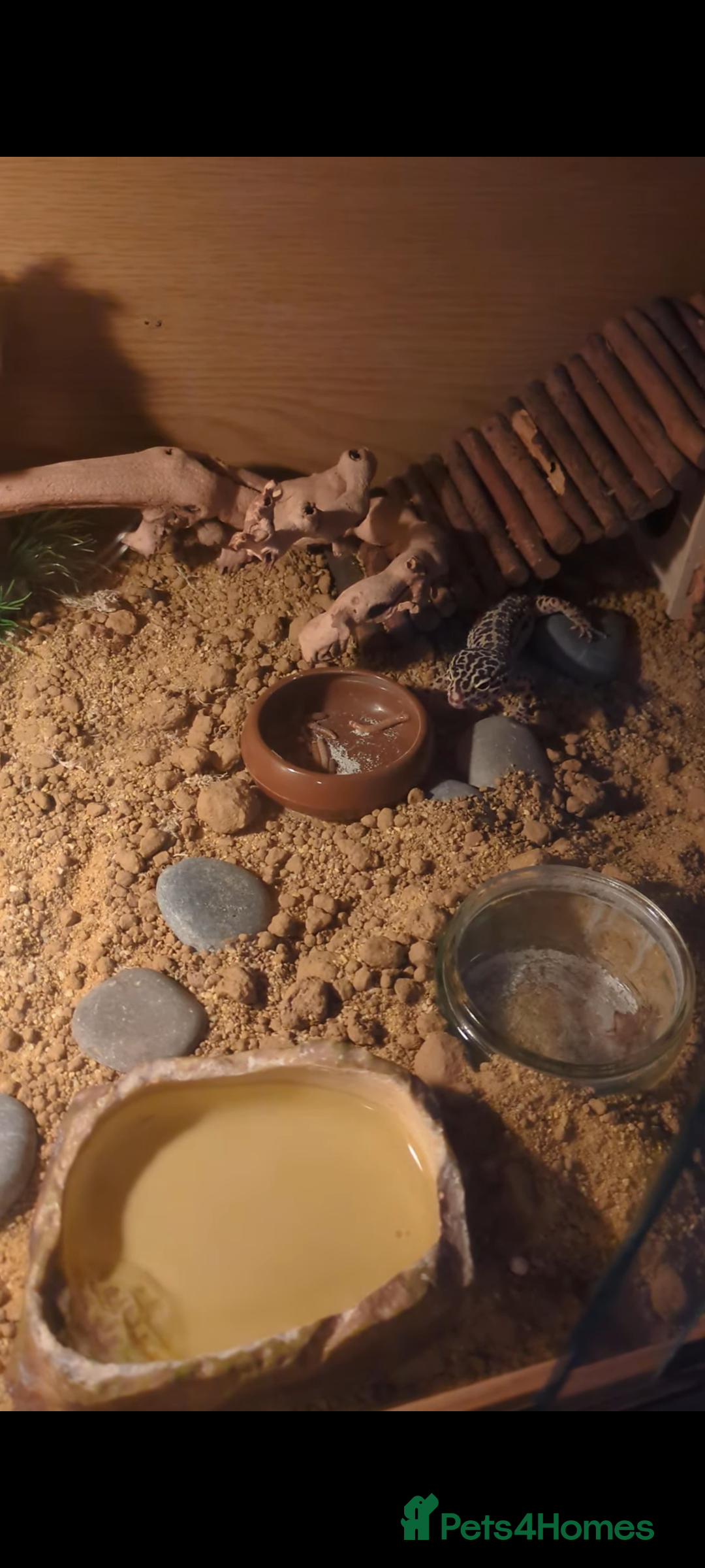 Leopard Gecko reptiles for sale: Leopard gecko and setup - Image 9