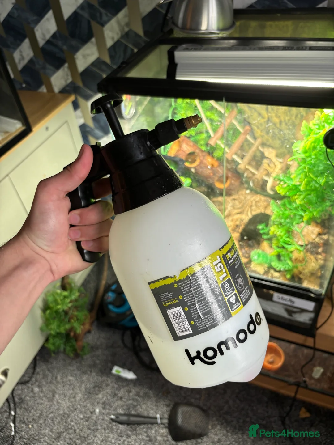 Gecko reptiles for sale: Crested gecko Harley Quinn  - Advert 13