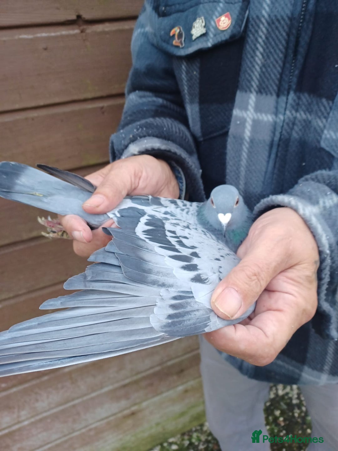 Pigeons birds for sale: Racing Pigeons for sale - Advert 1