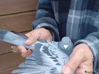 Pigeons birds Racing Pigeons for sale - Advert 7