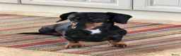 Dachshund dogs for sale: Gorgeous  Dachshund puppies for sale in Dorchester - Advert 12