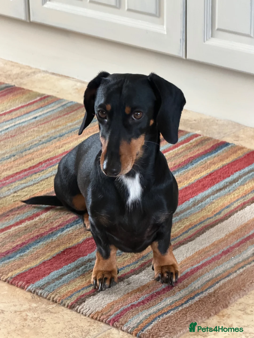 Dachshund dogs for sale: Gorgeous  Dachshund puppies for sale in Dorchester - Advert 12