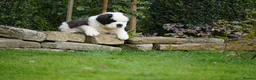 Saint Bernard dogs for sale: Outstanding St Bernard puppies for sale  - Advert 10