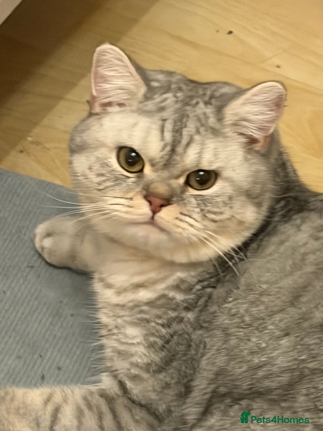 British Shorthair cats for sale: 3 Kittens•Full Pedigree•Champions bloodline•GCCF - Advert 2