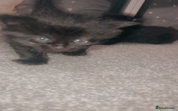 Mixed Breed cats for sale: 2 uniquely marked black kittens  - Image 3