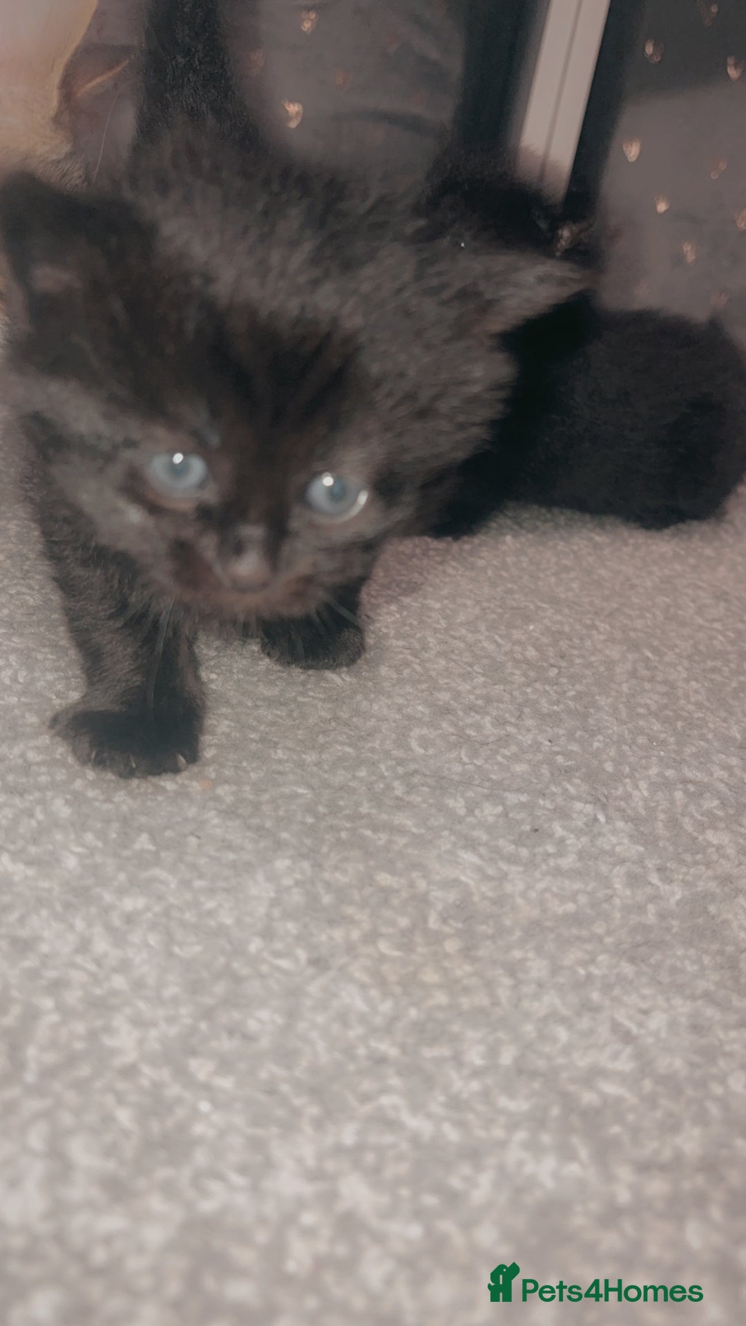 Mixed Breed cats for sale: 2 uniquely marked black kittens  - Image 3