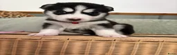 Siberian Husky dogs for sale: Adorable Siberian huskies  in Saint Helens - Advert 2