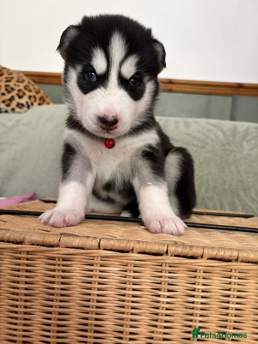 Siberian Husky dogs for sale: Adorable Siberian huskies  in Saint Helens - Advert 2
