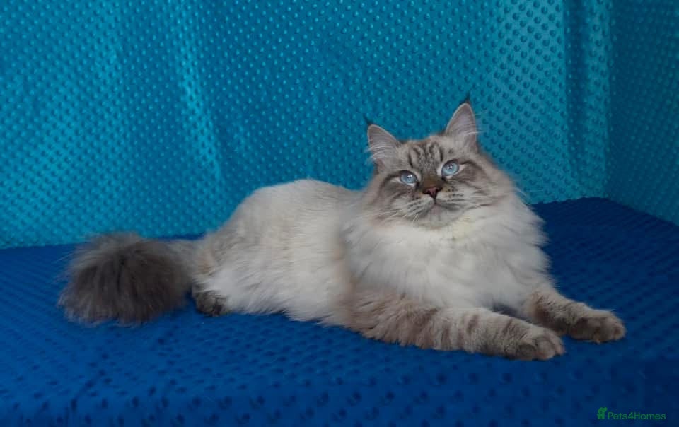 Siberian cats ✅3 WEEKS OLD BABIES AVAILABLE✅ - Advert 1