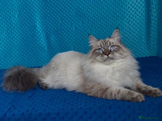 Siberian cats 5 WEEKS OLD CHAMP LINE KITTENS AVAILABLE - Advert 3