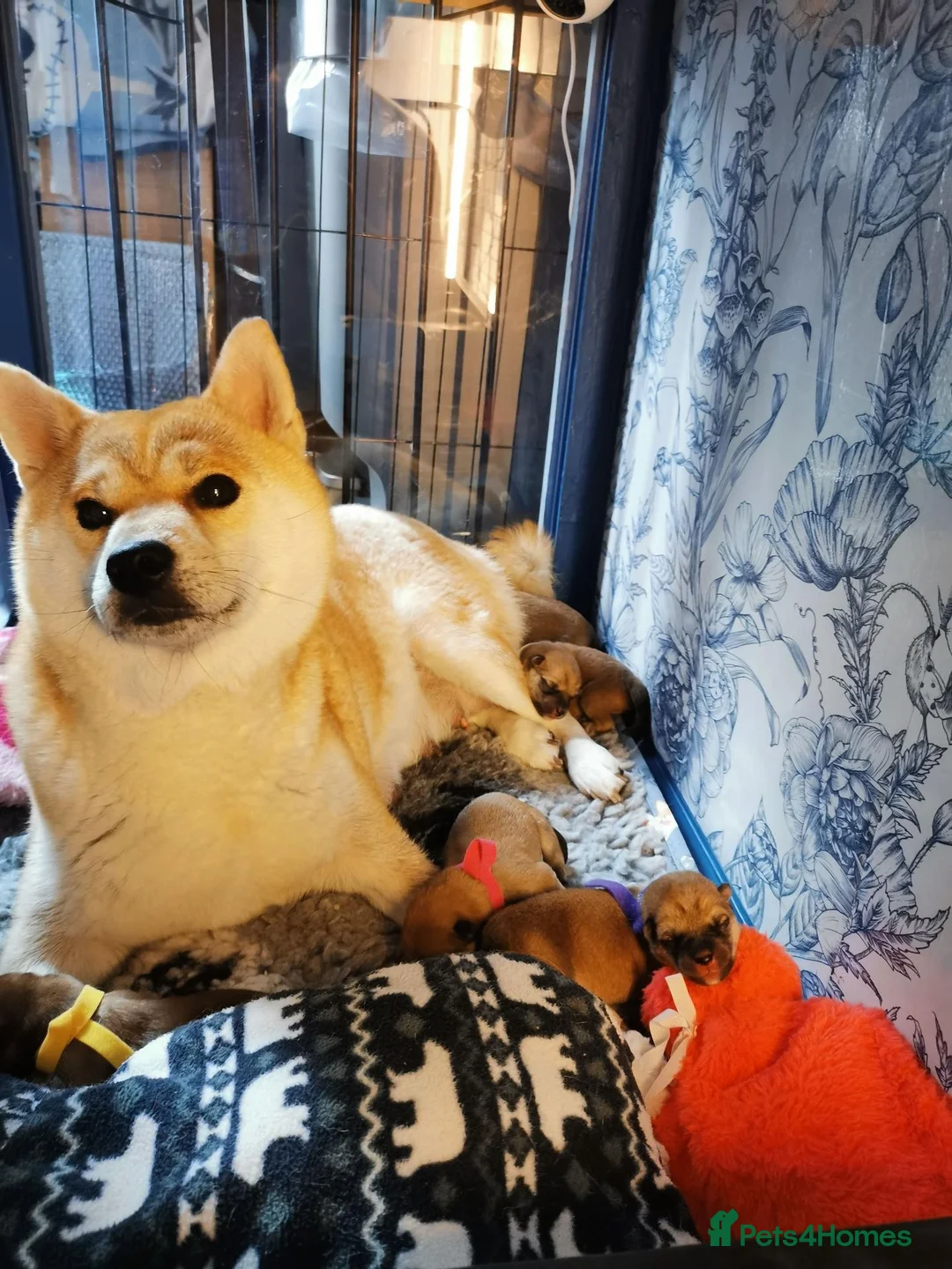 Japanese Shiba Inu dogs for sale: 2 KC female shiba pups looking for forever home. - Advert 2