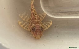 Plecos fish for sale: L333 albino Plecs. £40 - Image 2