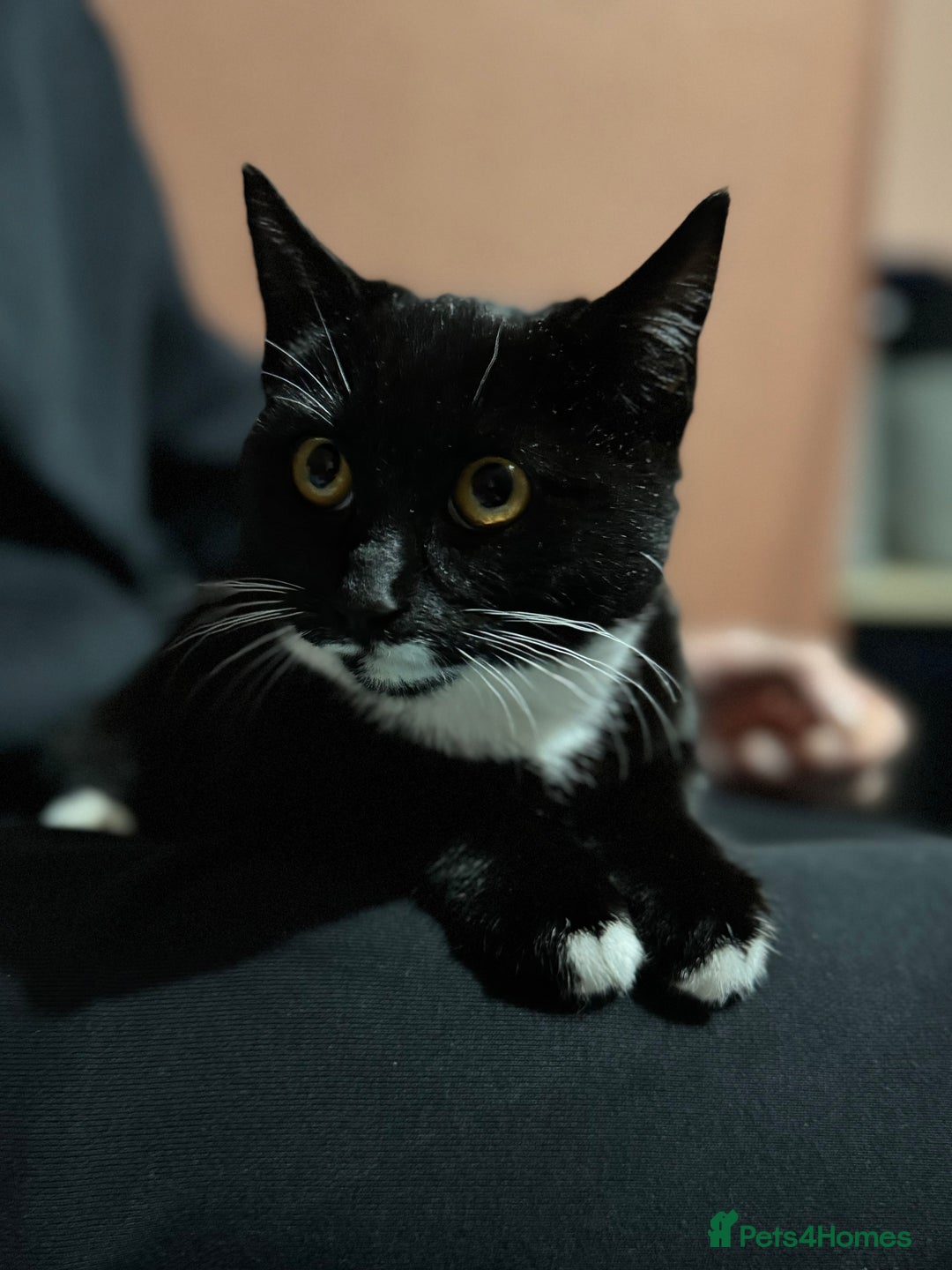 Mixed Breed cats for sale: For free 3 females kittens  - Advert 3