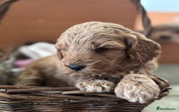 Cockapoo dogs for sale: Gorgeous Cockerpoo Puppies - Image 5