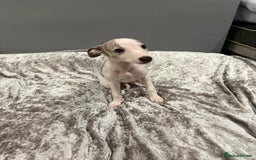 Whippet dogs for sale: ⭐️ LAST beautiful - KC Whippet pup. ⭐️ - Image 16