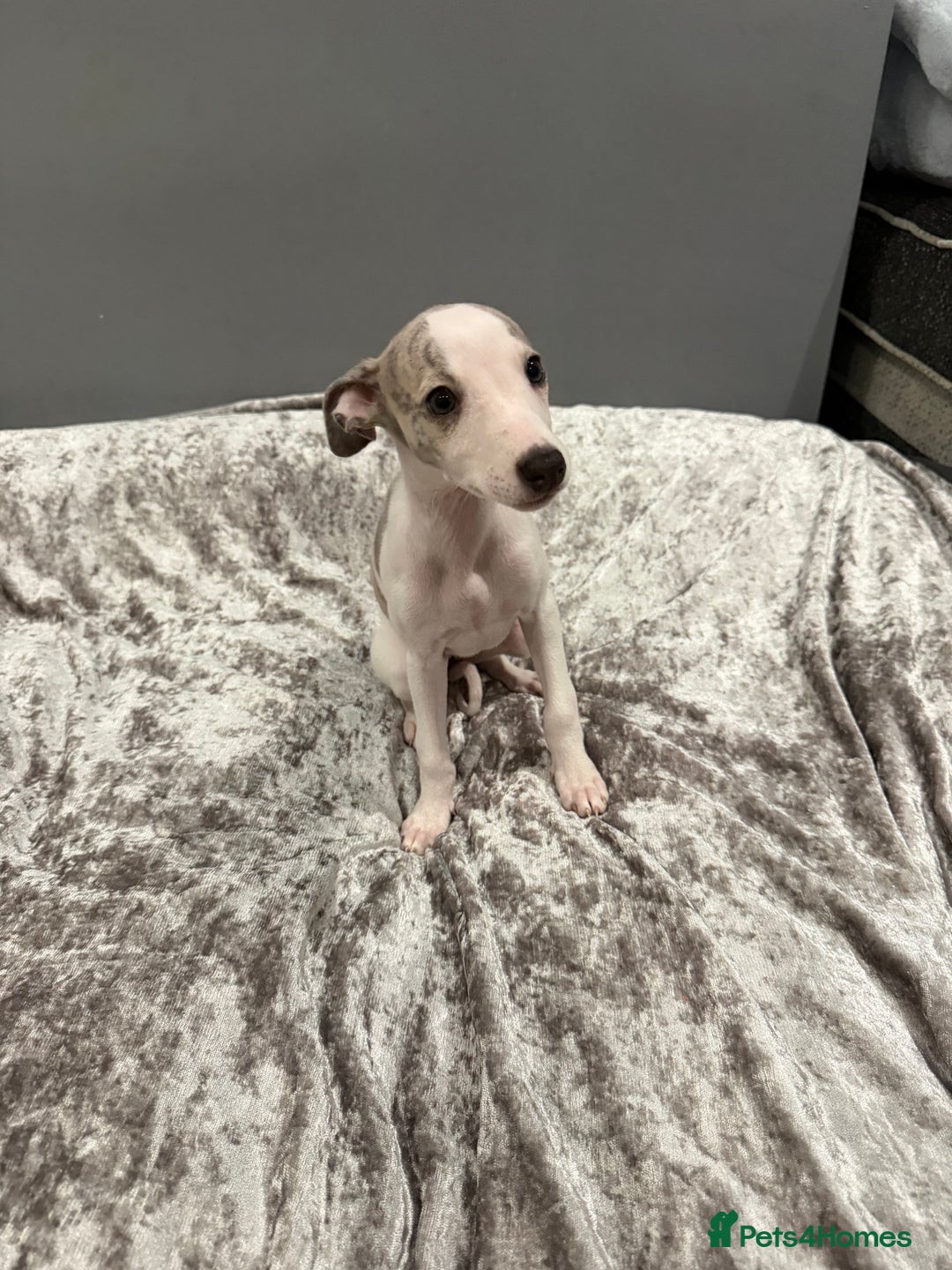 Whippet dogs for sale: ⭐️ LAST beautiful - KC Whippet pup. ⭐️ - Image 16