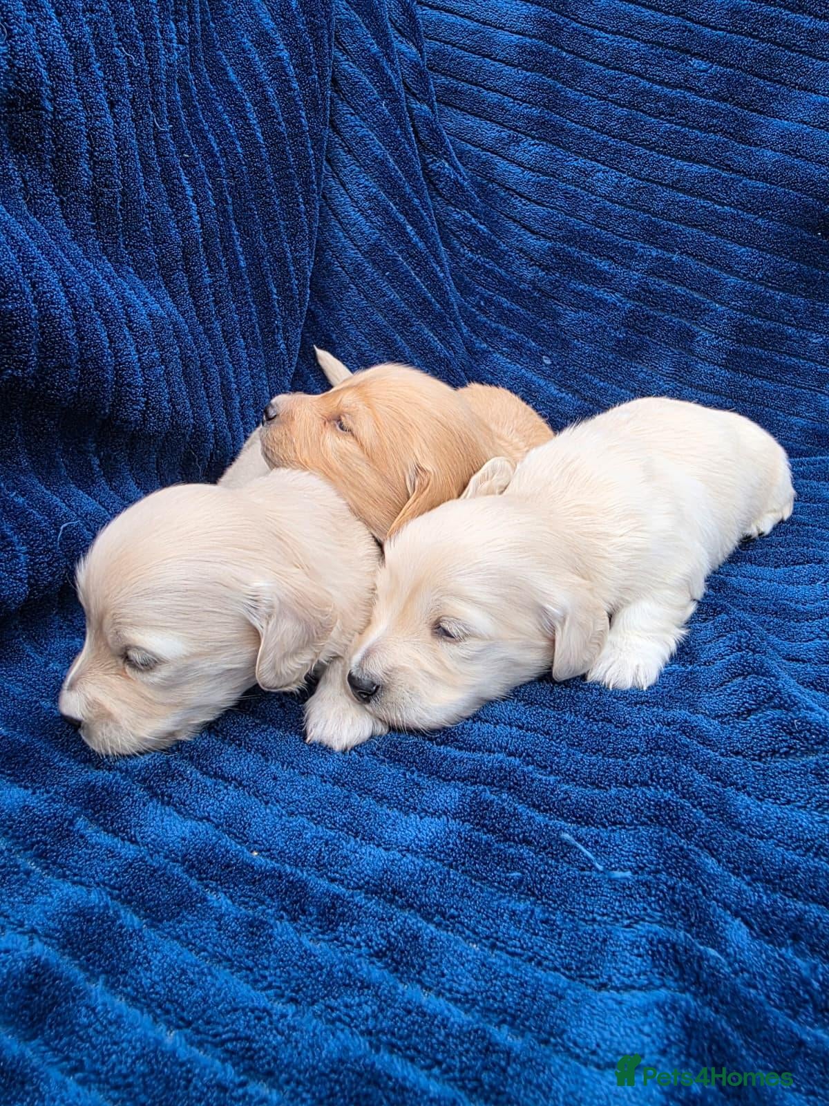 Miniature Dachshund dogs ⭐KC Clear Cream Long-Haired Miniature Dachshunds⭐ - Advert 2