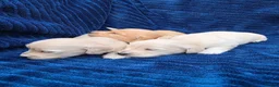 Miniature Dachshund dogs for sale: ⭐KC Clear Cream Long-Haired Miniature Dachshunds⭐ - Advert 1