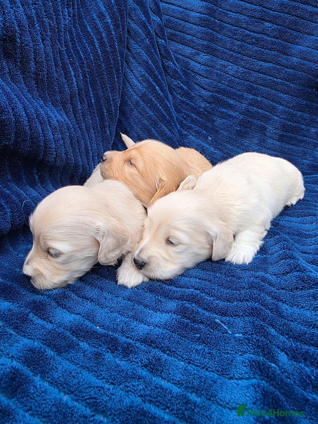 Miniature Dachshund dogs for sale: ⭐KC Clear Cream Long-Haired Miniature Dachshunds⭐ - Advert 1
