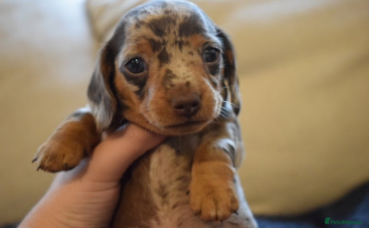 Miniature Dachshund dogs - Advert 1