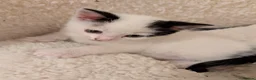 Mixed Breed cats for sale: Five Beautiful Female Kittens in Oxford - Advert 17