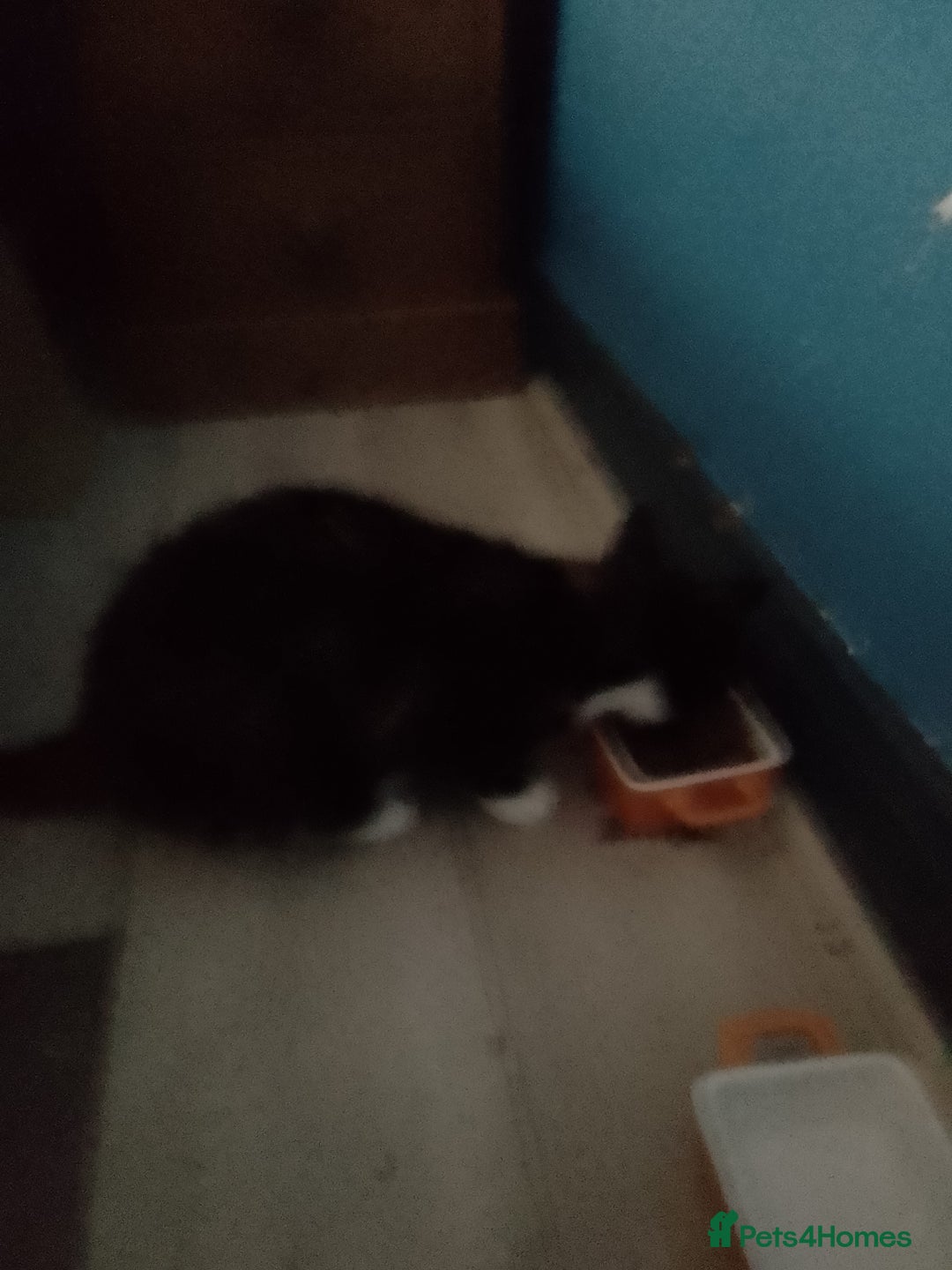 Mixed Breed cats for sale: Re-home  - Image 1