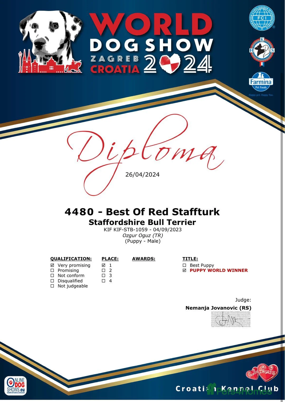 Staffordshire Bull Terrier dogs for stud: 📣  SIRE OF THE WORLD WINNER PUPPY DOG 2024 in Faversham - Advert 10