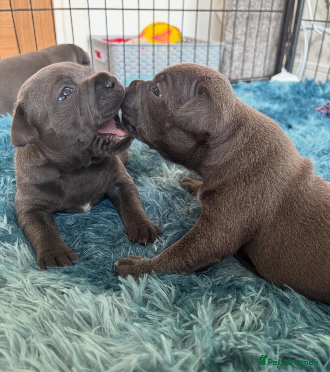 Staffordshire Bull Terrier dogs for sale: Staffordshire bull terrier puppies  - Advert 14