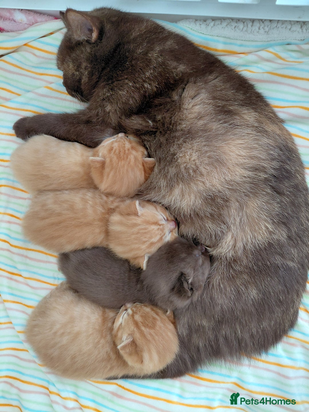 British Shorthair cats for sale: British shorthair kittens  - Advert 1