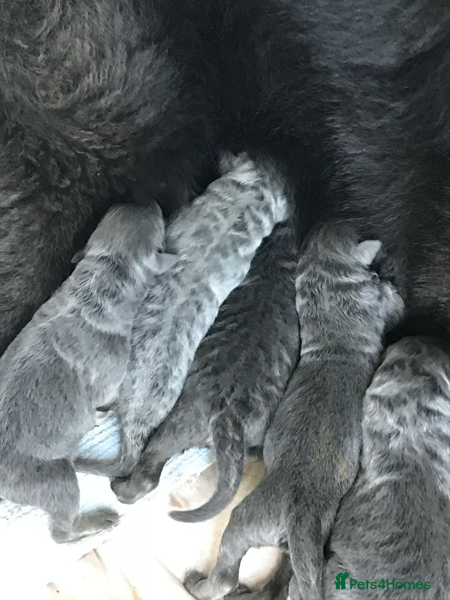 German Shepherd dogs 💙Big Blue Fluffy GSD Pups💙KC Reg*Available* - Advert 2