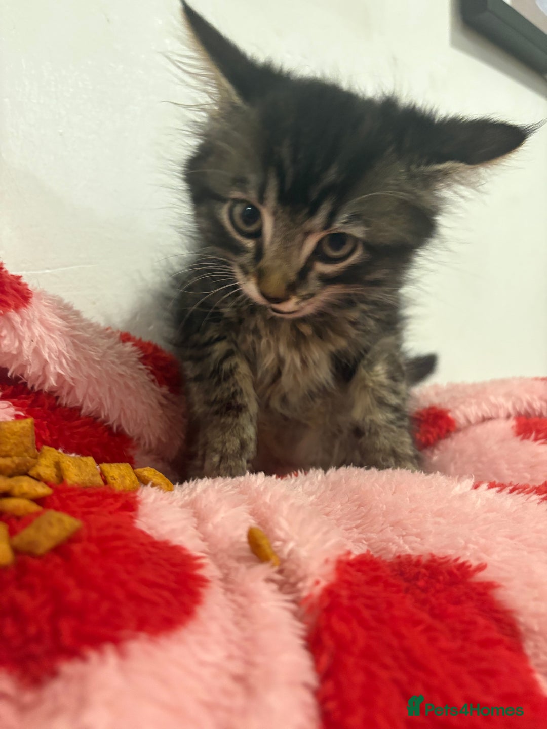 British Longhair cats for sale: Last girl remaining. Pretty long haired 7.5 weeks  - Advert 4