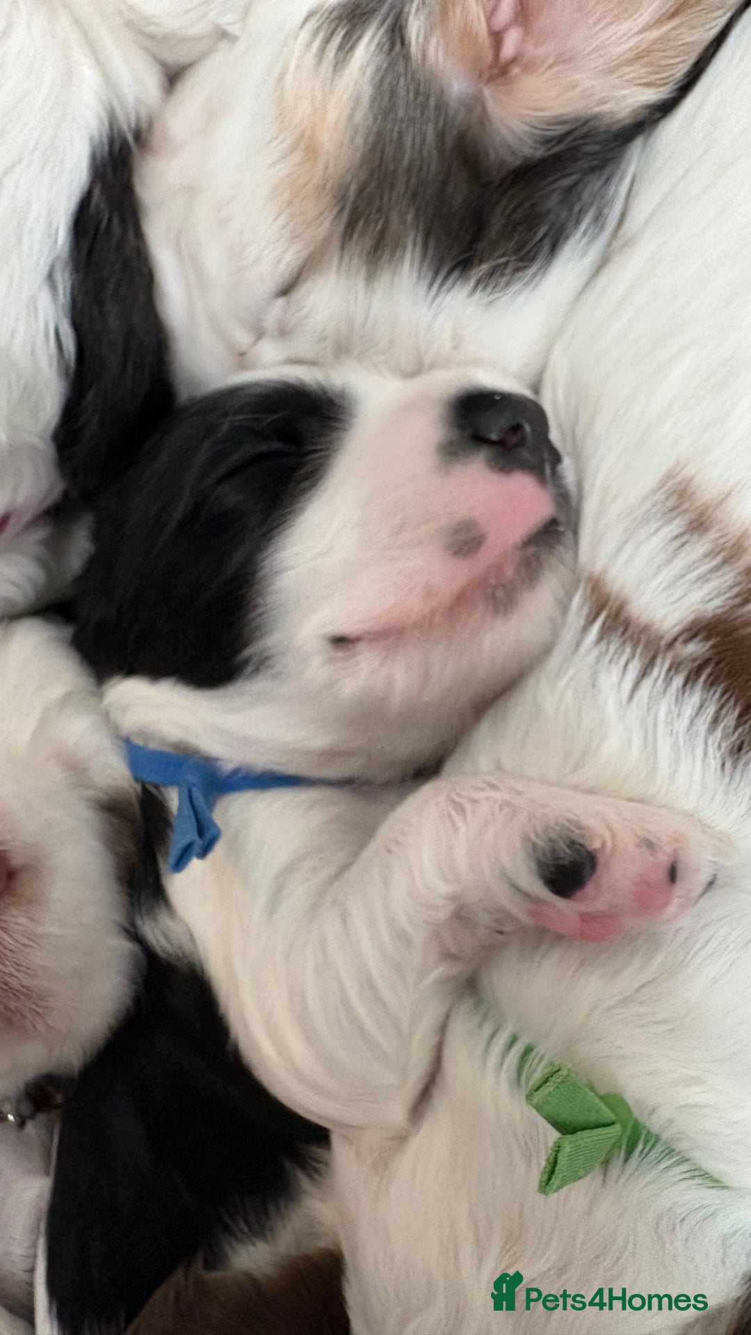 Cocker Spaniel dogs for sale: KC Reg; Home Raised; Low COI; DNA CLEAR; Show Type - Image 32