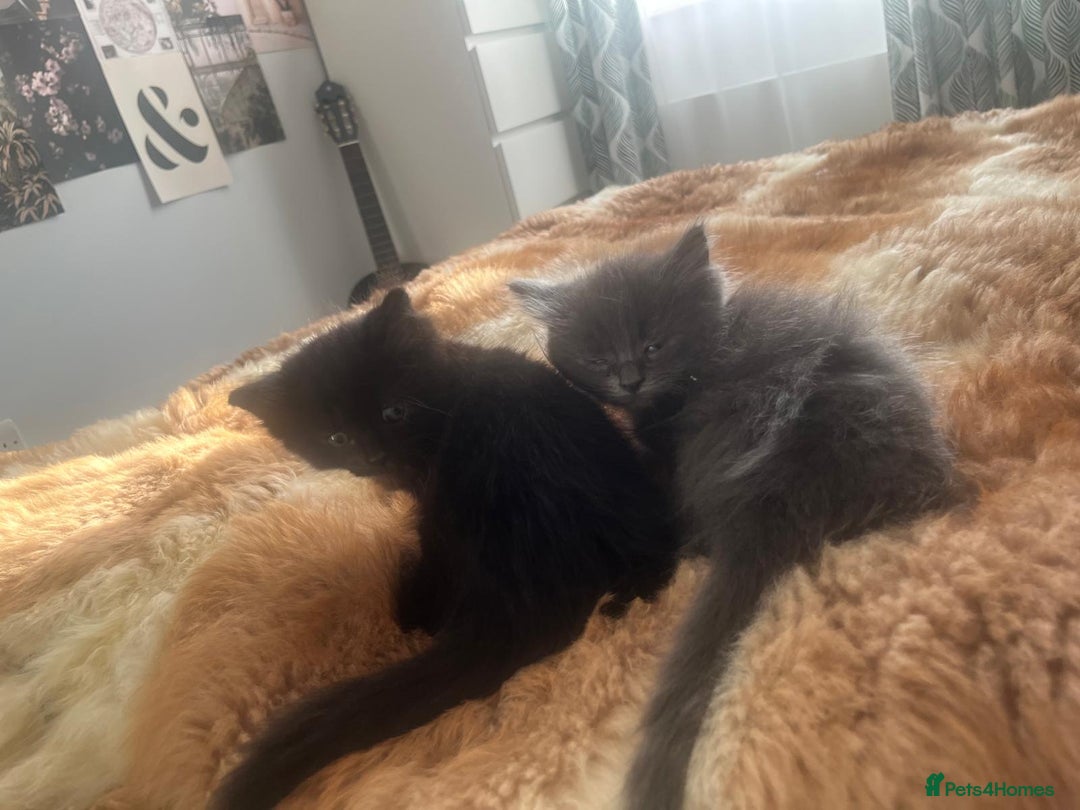 Mixed Breed cats for sale: Adorable mixed x russian blue x ragdoll - Advert 13