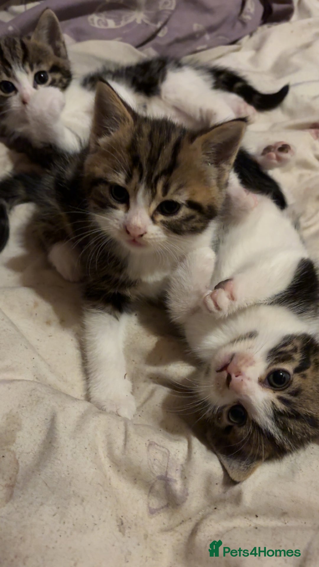 Mixed Breed cats for sale: Five tabby shorthair and longhair kittens - Advert 3