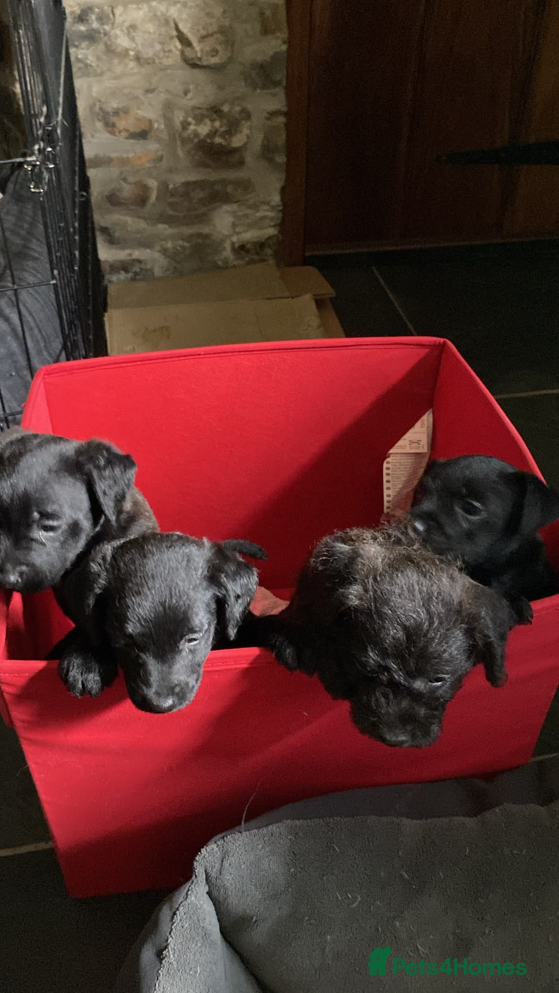 Patterdale Terrier dogs 4 chocolate/black Patterdale puppies - female - Advert 13