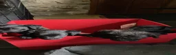 Patterdale Terrier dogs for sale: 2x Patterdale puppies - female - available now - Advert 21