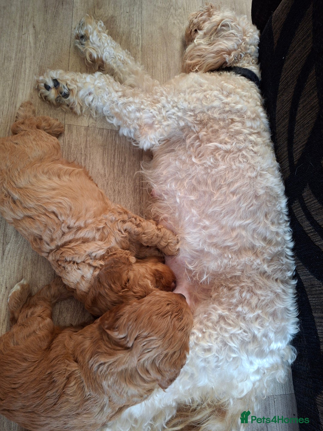 Cockapoo dogs for sale: Cockapoo - Image 4