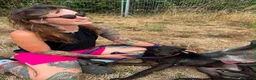 Italian Greyhound dogs for adoption: Olive - north Walsham Norfolk  in North Walsham - Advert 9