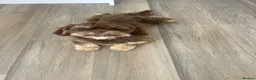 Shih Tzu dogs for sale: Gorgeous male Shih Tzu - Advert 7