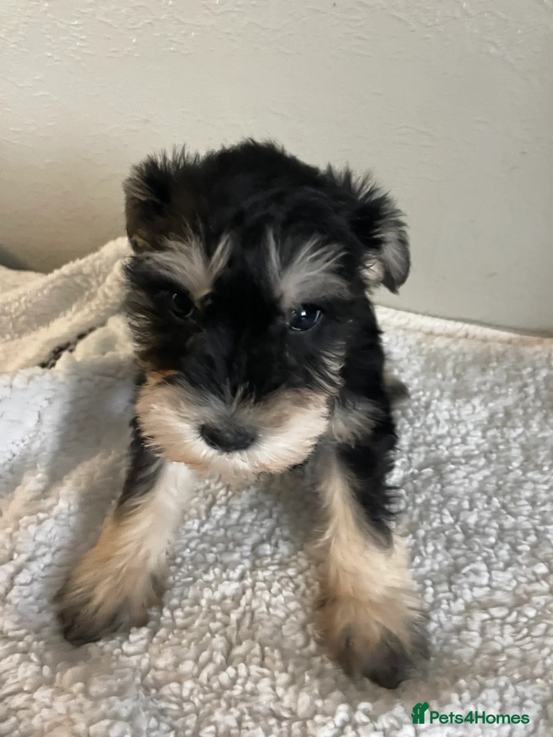 Miniature Schnauzer dogs for sale: Miniature schnauzer  - Advert 1
