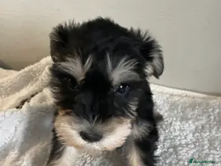 Miniature Schnauzer dogs Miniature schnauzer - Advert 1