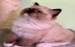 Ragdoll cats for sale: WORLD BEATIFUL RAGDOLL KITTEN/FIFe - Image 10