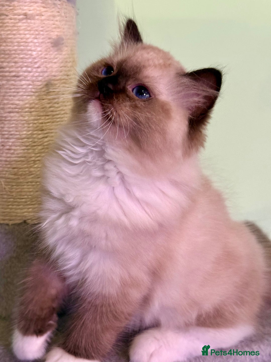 Ragdoll cats for sale: WORLD BEATIFUL RAGDOLL KITTEN/FIFe - Image 10