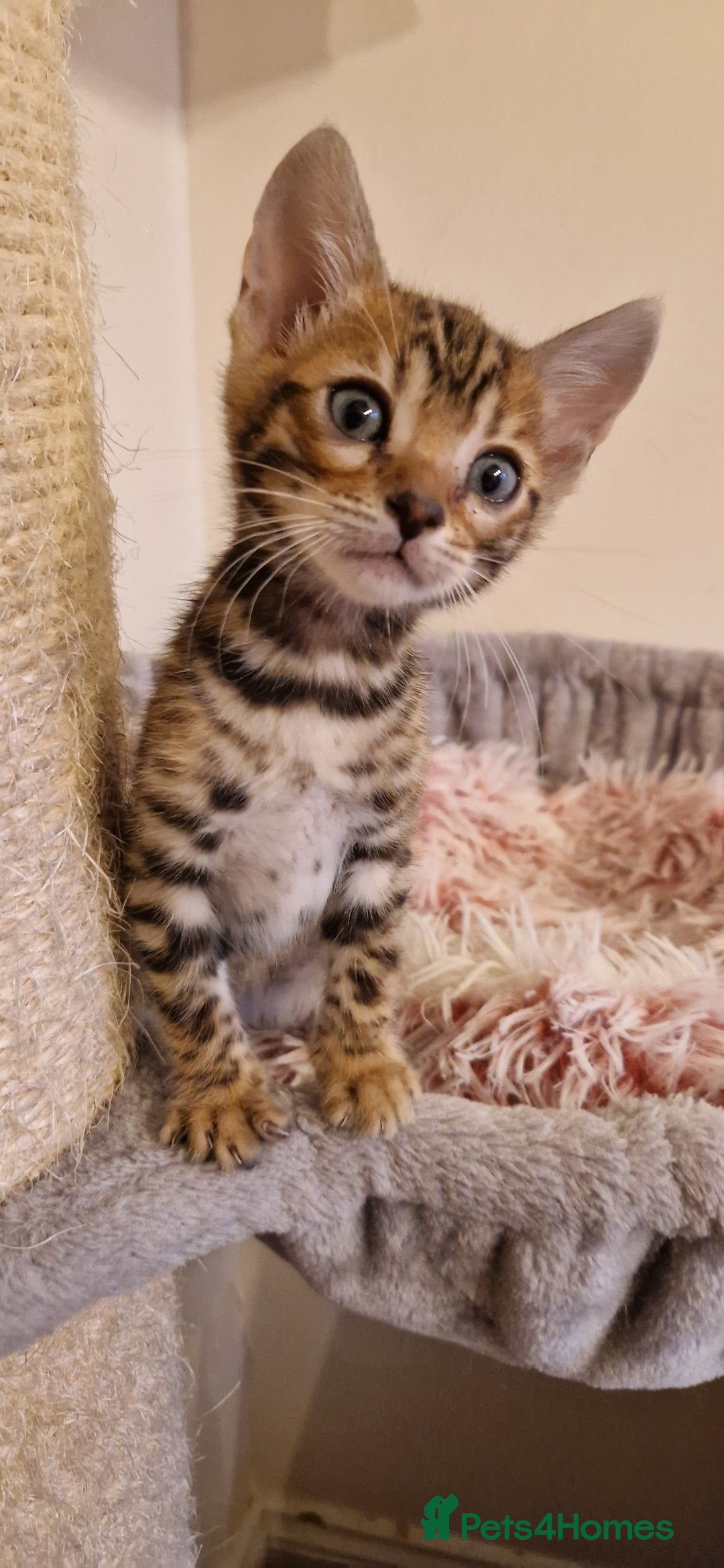 Bengal cats for sale: Amazing Bengal kittens 🥰 last boy left ❤️ in Corby - Image 6