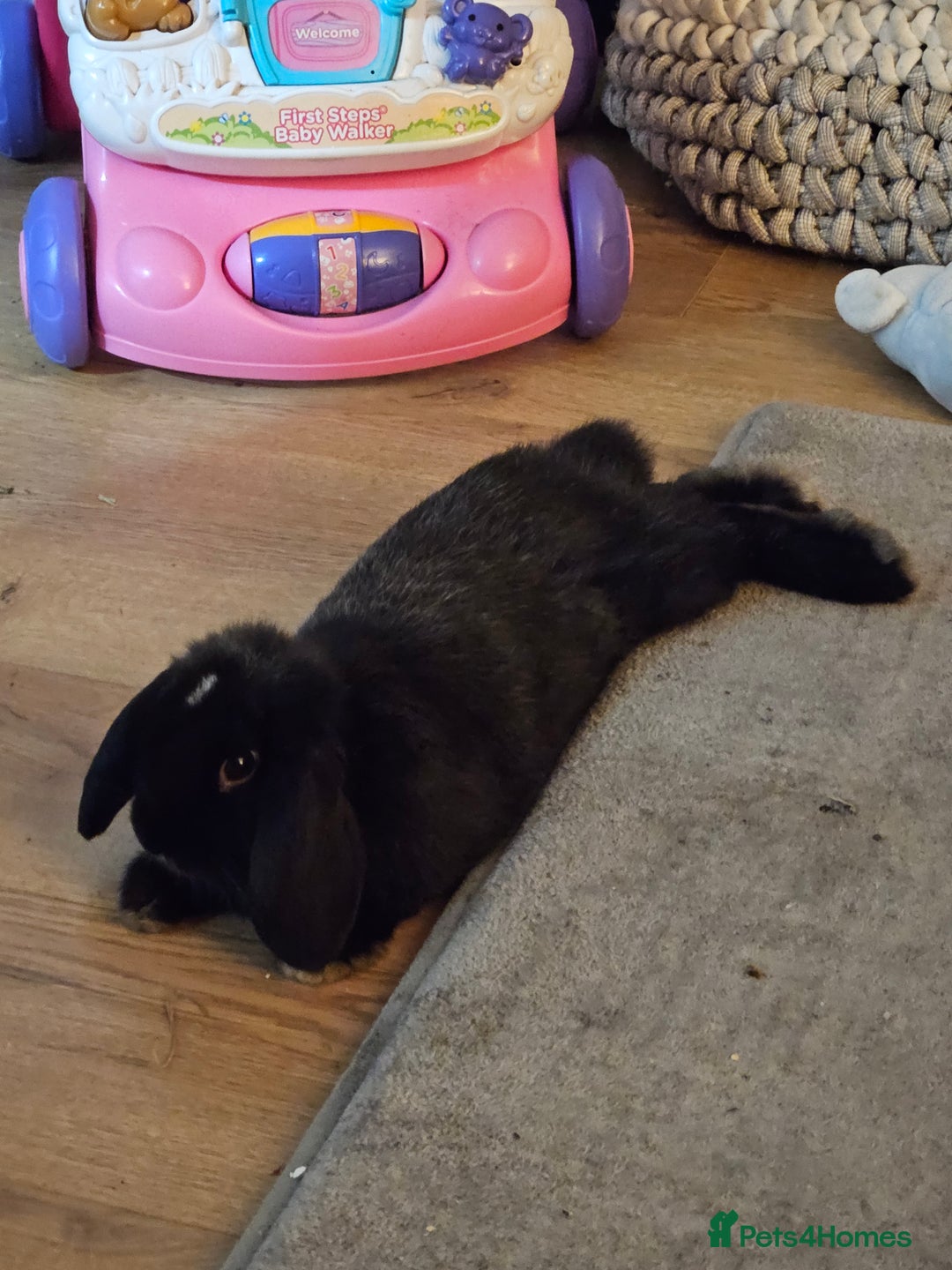 Mini Lion Lop rabbits for sale: Mini Lion & Mini Lop Rabbits 💙💙 - Advert 5